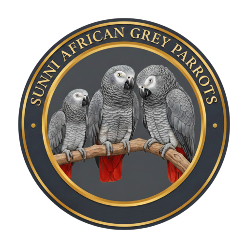Sunni African Grey Parrots